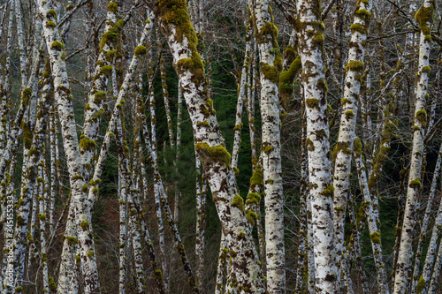 Fototapeta Naklejka Na Ścianę i Meble -  Mountain Ash Trees Along The Forest Road