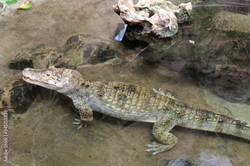 crocodile from the Barcelona zoo. Catalonia. Spain