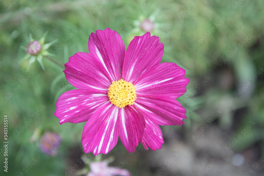 Bright large flower. Close-up of the cosmea flower. background, postcard. Bright large flower. Close-up of the cosmea flower. background, postcard.