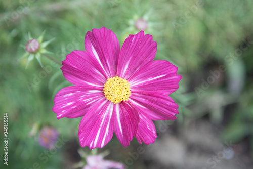 Bright large flower. Close-up of the cosmea flower. background  postcard.