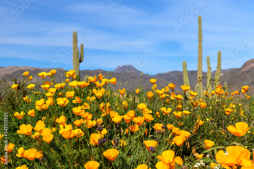 Schilderij op canvas Mexican Poppies in Arizona