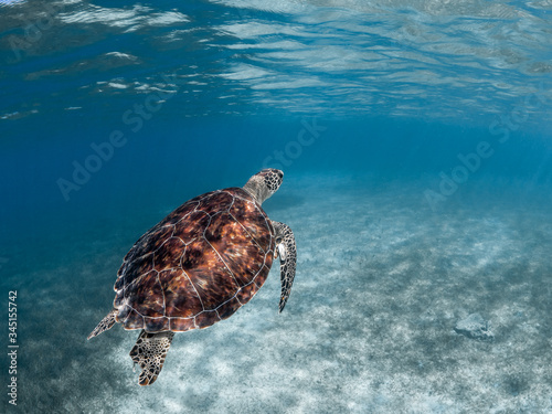 Εκτύπωση καμβά Green turtle in the blue, Puerto Rico.