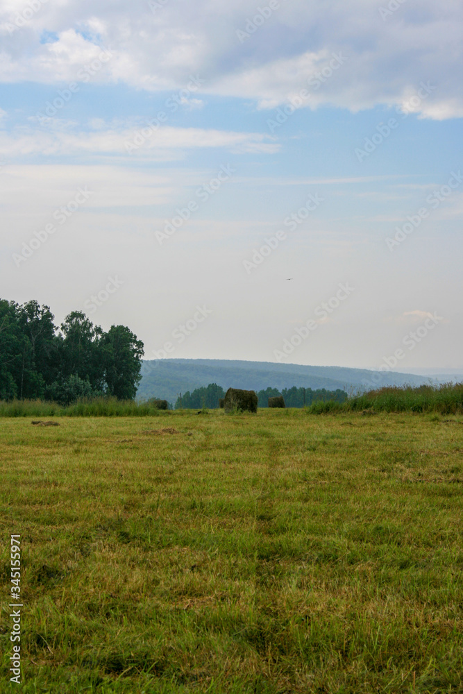 Meadow with mown grass blue sky and forest in the background