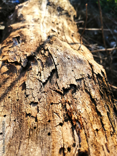 The bark of the tree with reliefs in sunlight.