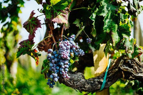 Grape Vine with Leaves Close Up – Italian Vineyard on Mount Etna, Sicily – 