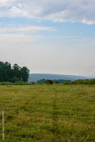 Meadow with mown grass blue sky and forest in the background