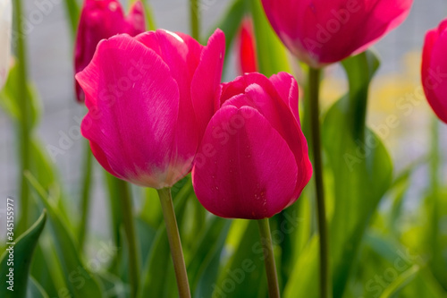 closeup of pink tulip flowers on green background in garden