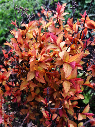 Autumn Bush with red leaves.