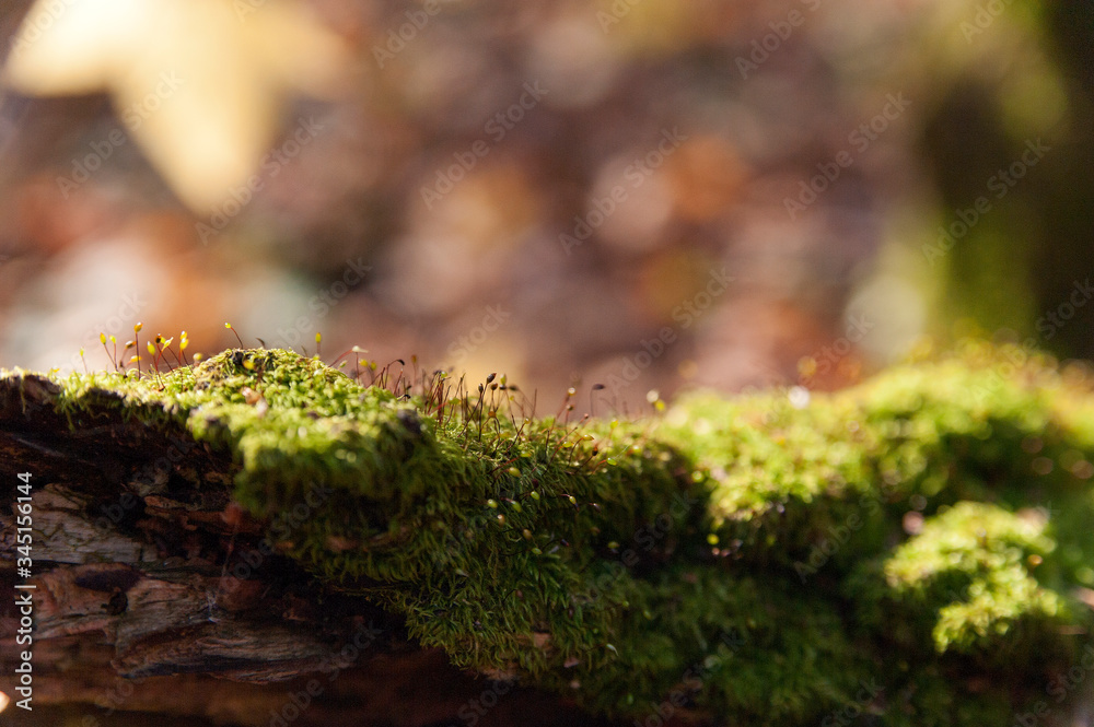 Moss on a tree