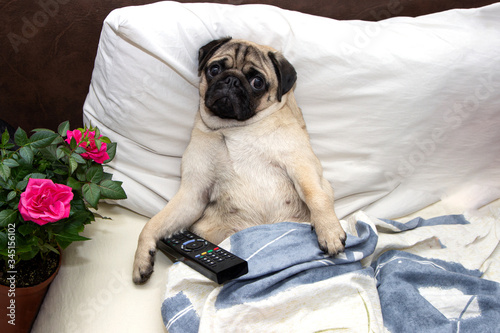 pug dog relaxes in owner bed and rests. concept of isolation, weekend