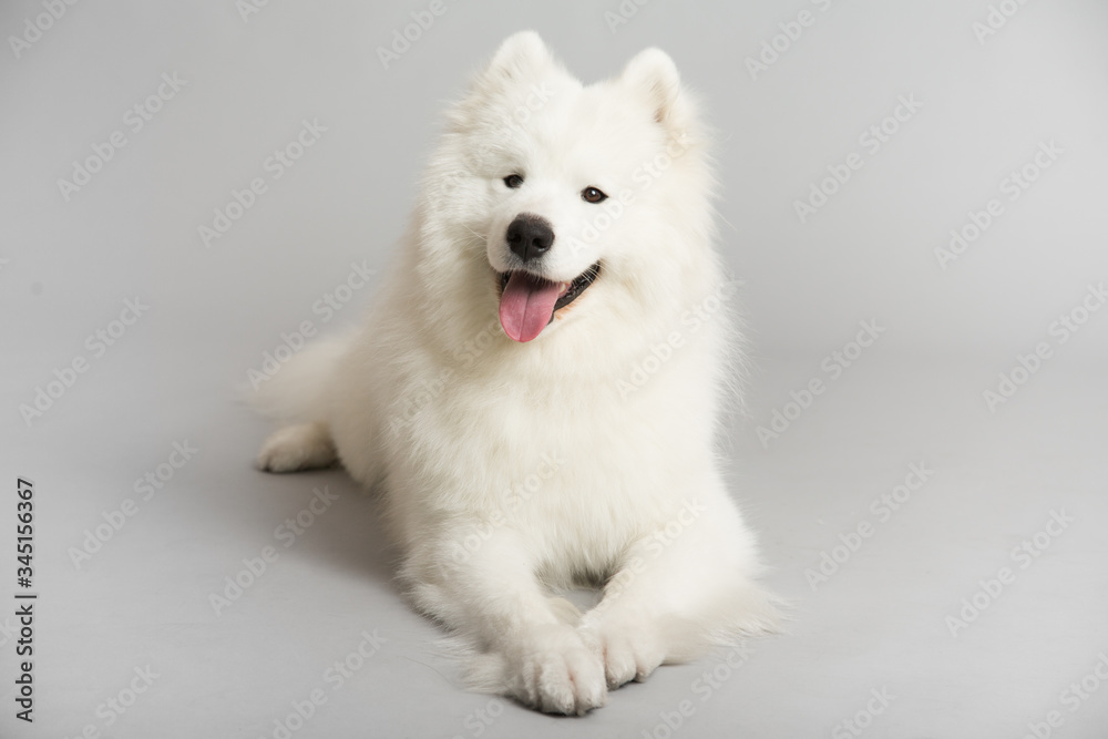 A white Samoyed dog, lying on a white background and looking directly at the camera