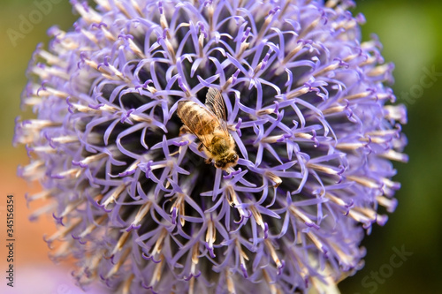 a bee on a vivid violet flower