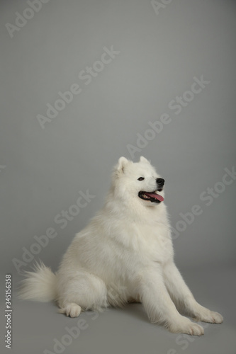 White big dog, sitting on a grey background and looking away. In full growth
