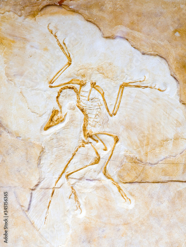 Archaeopteryx lithographica, Upper Jurassic, Solnhofen, Germany. photo