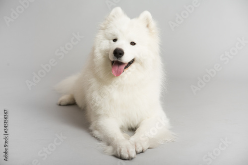 Tableau sur toile A white Samoyed dog, lying on a white background and looking directly at the cam