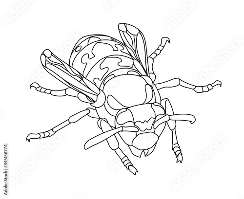young spring striped common Wasp, poisonous insect, symbol of danger, for logo or emblem, vector illustration with black contour lines isolated on a white background in cartoon & hand drawn style