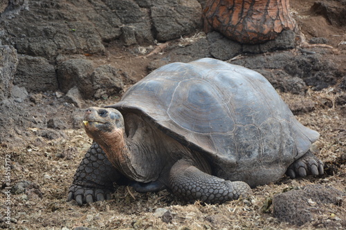 tortuga galápagos