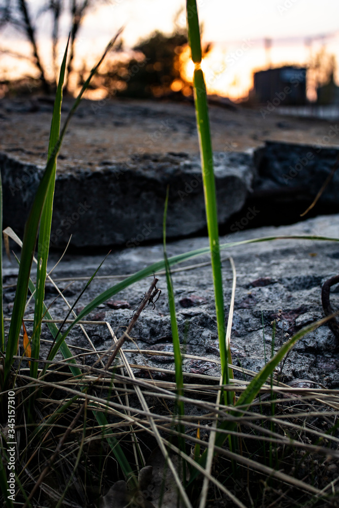 Grass against the background of a cobble Grass against the background of a cobble