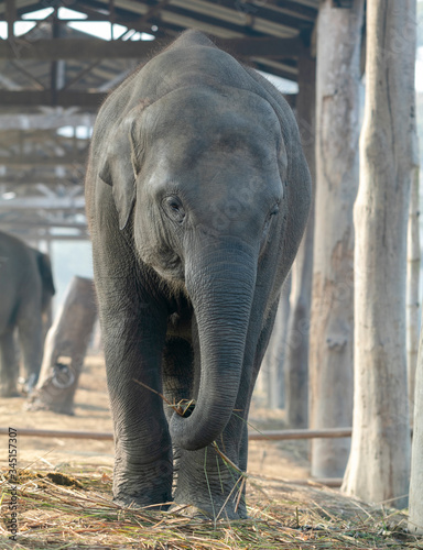 Elephant at Breeding Center 