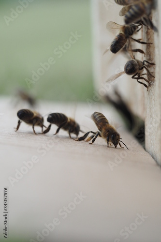 abeille et ruchette
