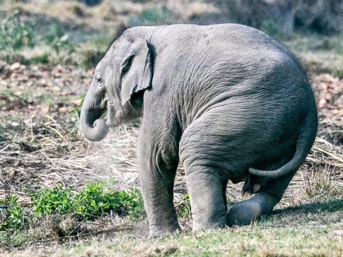 Elephant Baby in Breeding Center 