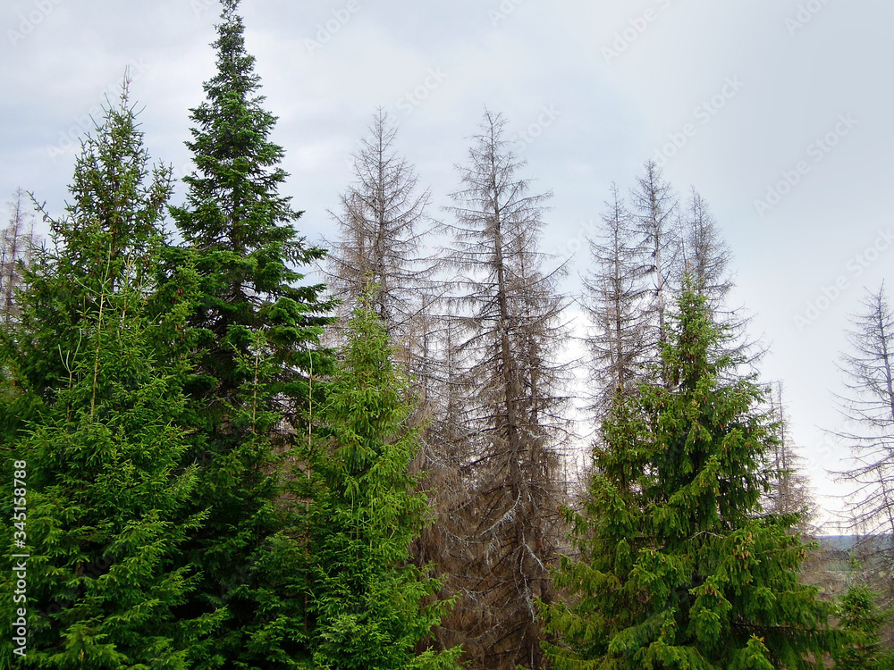 Spruce forest in middle of summer near famous lake Sea Eye or Morskoy Glaz, near by village Shariboksad, Mari El Republic, Russia. View is very typical for region, most of forest areas are reserves
