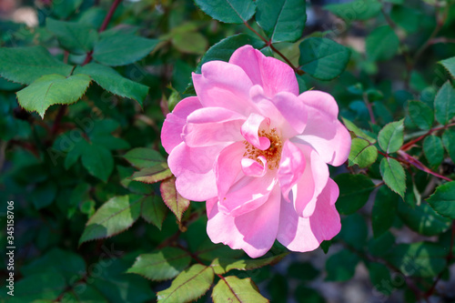 pink rose bush