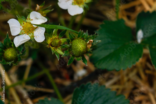 strawberry plant