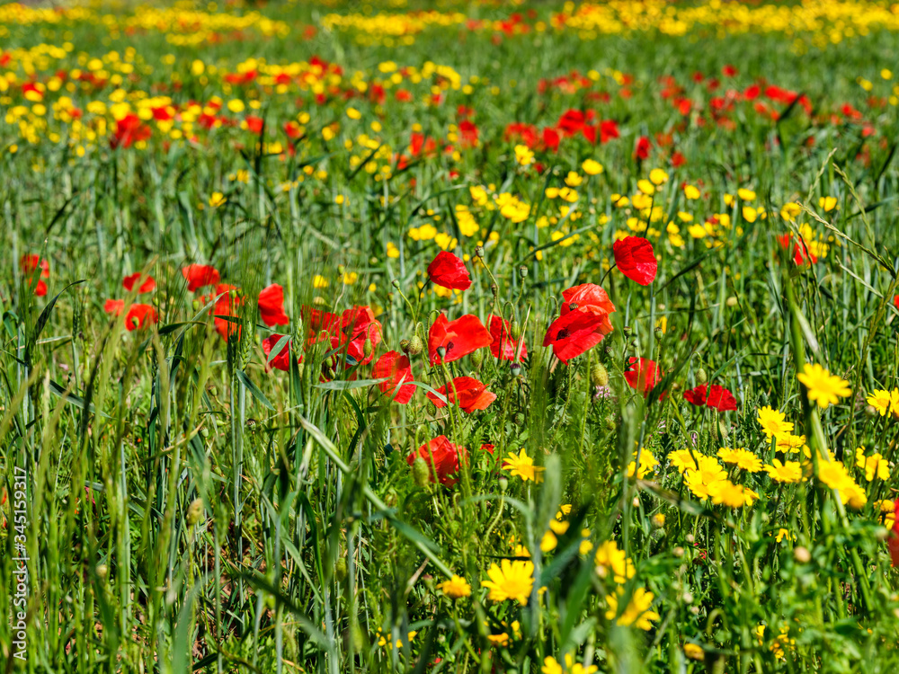 Fototapeta premium Green meadow with yellow flowers and bright red poppies. Wildflower background image.