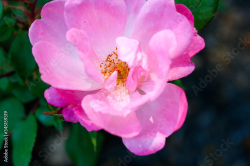 pink rose flower