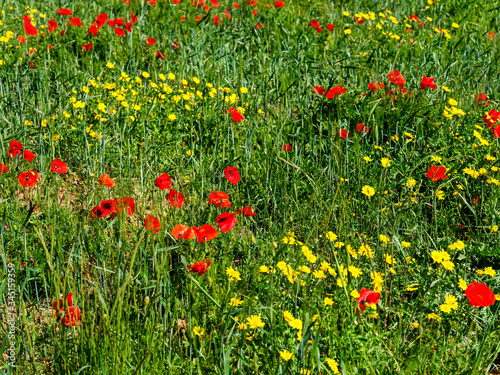 Green meadow with yellow flowers and bright red poppies. Wildflower background image.