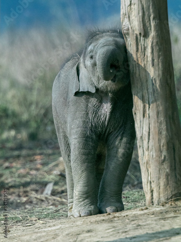 Elephant Baby 06