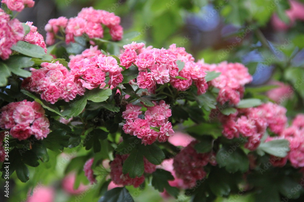 Fototapeta premium Pink haw thorn apple May flowering tree