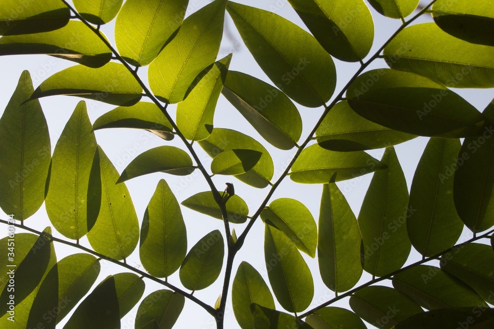tropical plant leaves over hot summer sky background tropical plant leaves over hot summer sky background