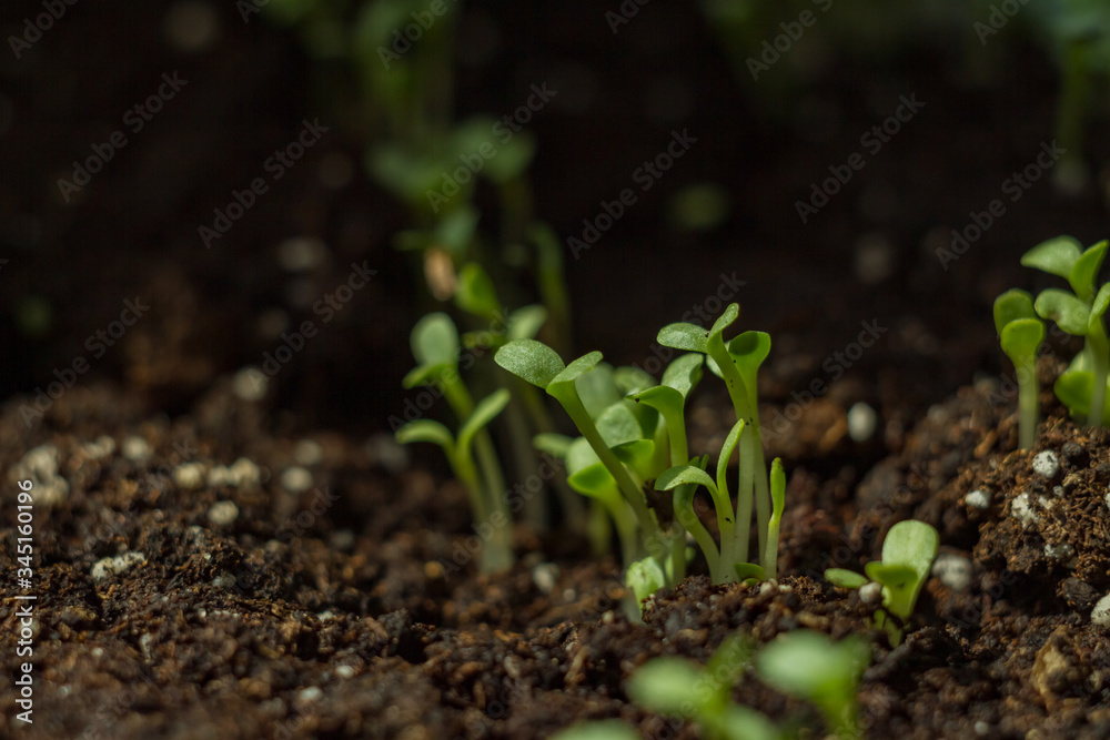 many small lettuce sprouts grow in the ground. home greenhouse many small lettuce sprouts grow in the ground. home greenhouse