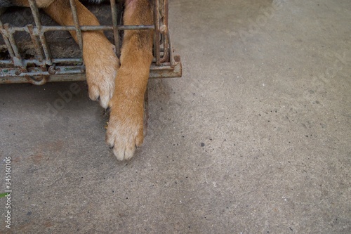 Photos dog abused tortured caged in a cage