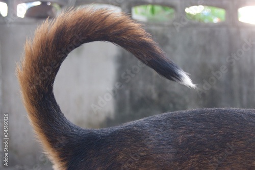 close up dog tail