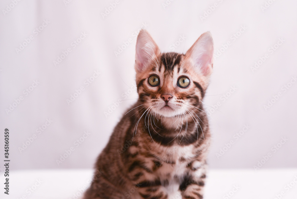 a small curious kitten looks directly into the camera. Portrait The concept of curiosity and surprise.