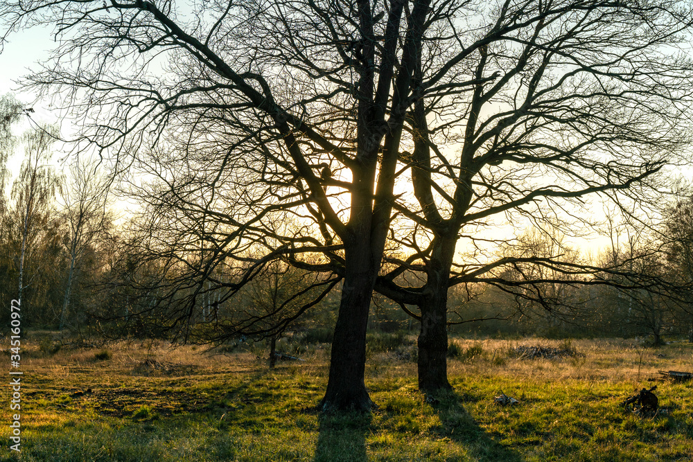 Gorgeous winter tree with back light