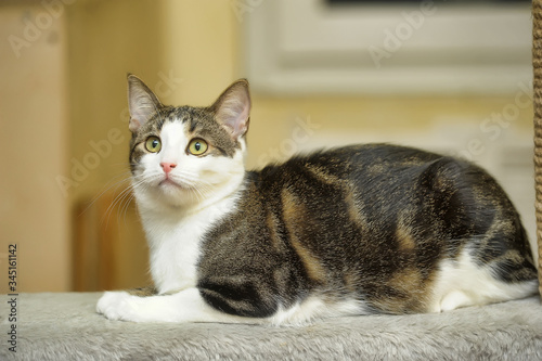brown with white shorthair cat portrait