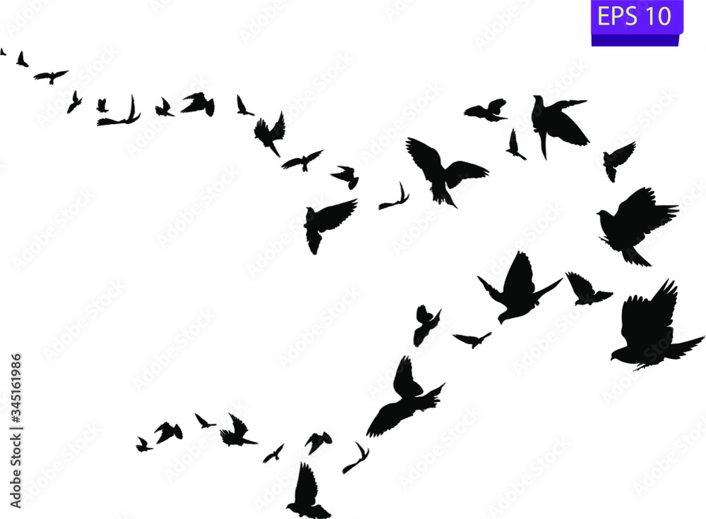 Flock of flying birds. Transparent background. silhouette of flying birds. Black vector flying birds flock silhouette. EPS 10