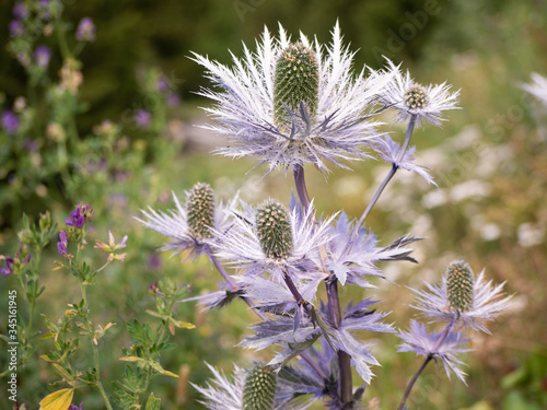 Chardon des Alpes autrement appelé Panicaut des Alpes