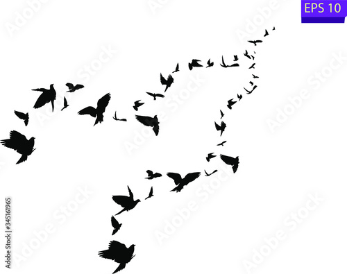 Flock of flying birds. Transparent background. silhouette of flying birds. Black vector flying birds flock silhouette. EPS 10