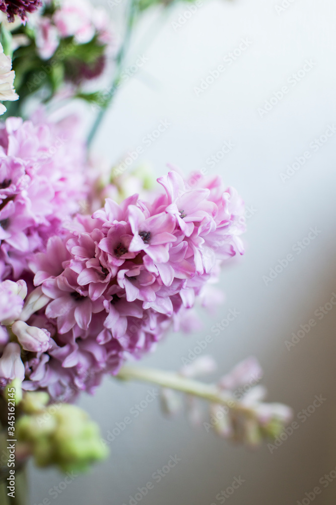 Fototapeta premium Pink hyacinth