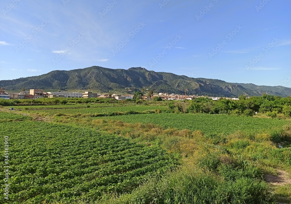 Fototapeta premium Vegetable garden in Murcia, Spain