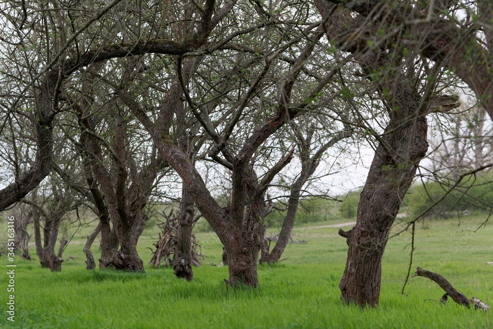 Old apple trees without leaves on a meadow Old apple trees without leaves on a meadow