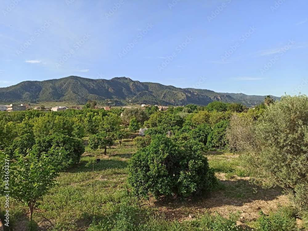 Lemon trees in Murcia, Spain Lemon trees in Murcia, Spain