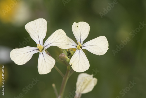 Raphanus raphanistrum wild radish medium-sized herbaceous plant with four-petalled, yellowish white flowers photo