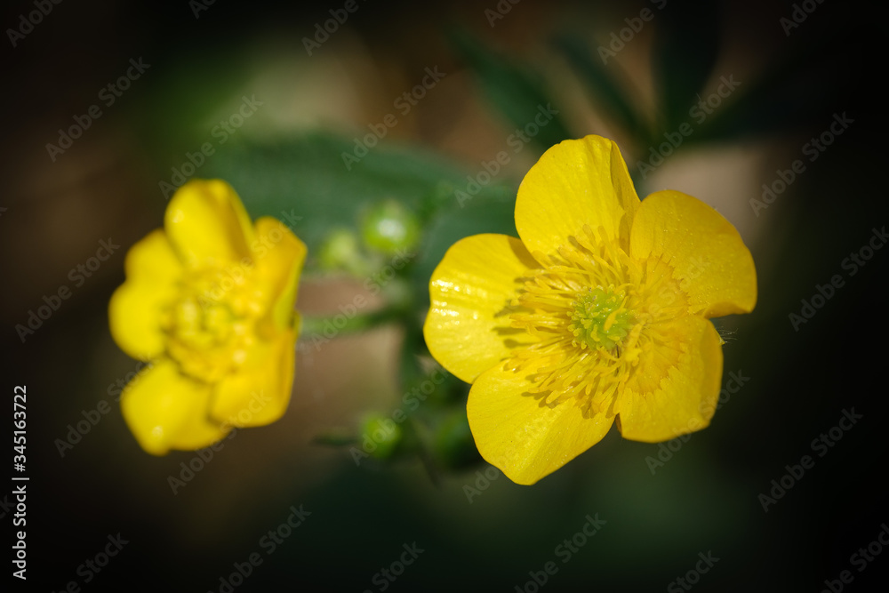 Yellow Meadow buttercup flowers in spring