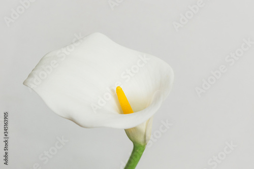 white calla lily